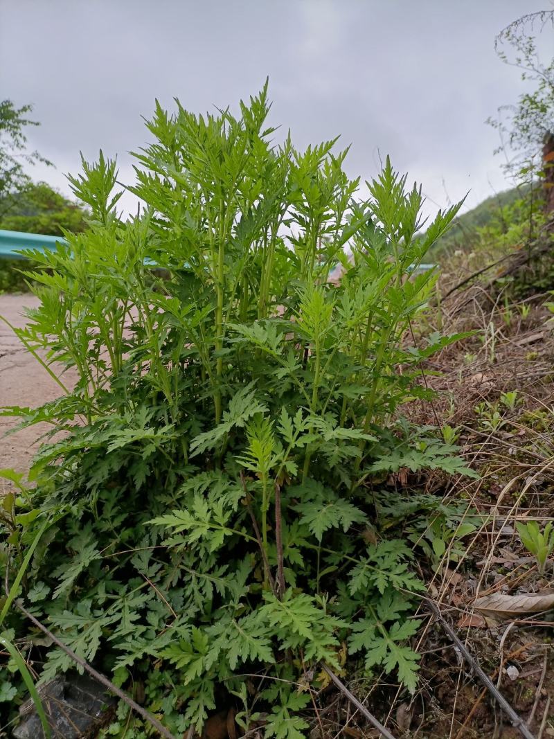 艾叶，贵州山地艾叶，纯野生，天然生长，自然晒干