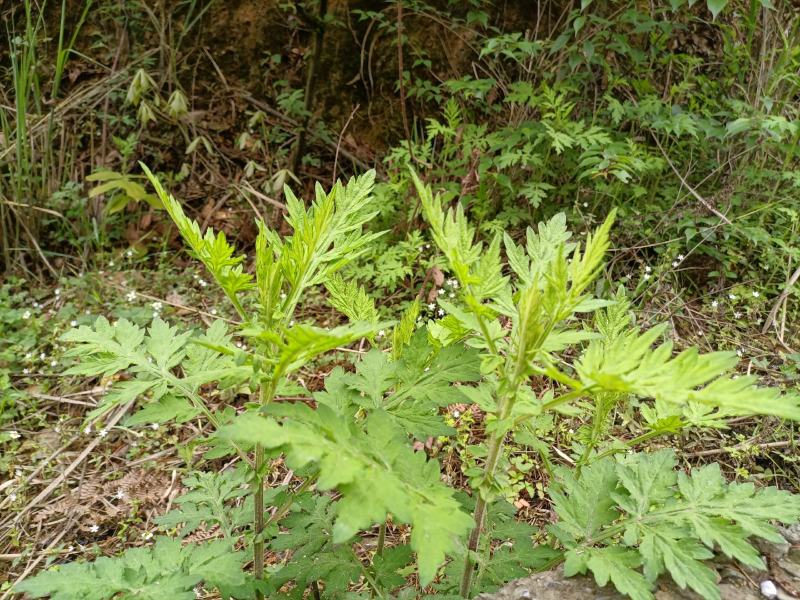 艾叶，贵州山地艾叶，纯野生，天然生长，自然晒干