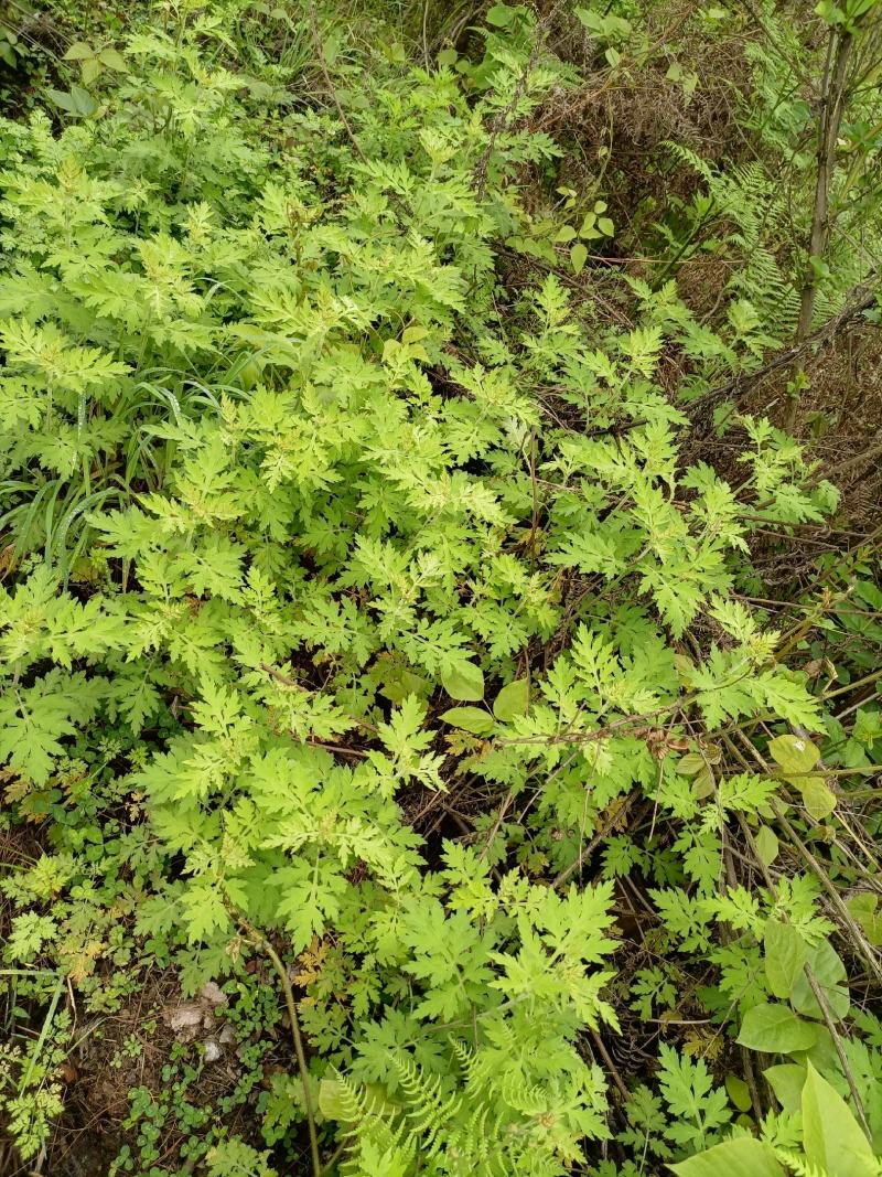 艾叶，贵州山地艾叶，纯野生，天然生长，自然晒干