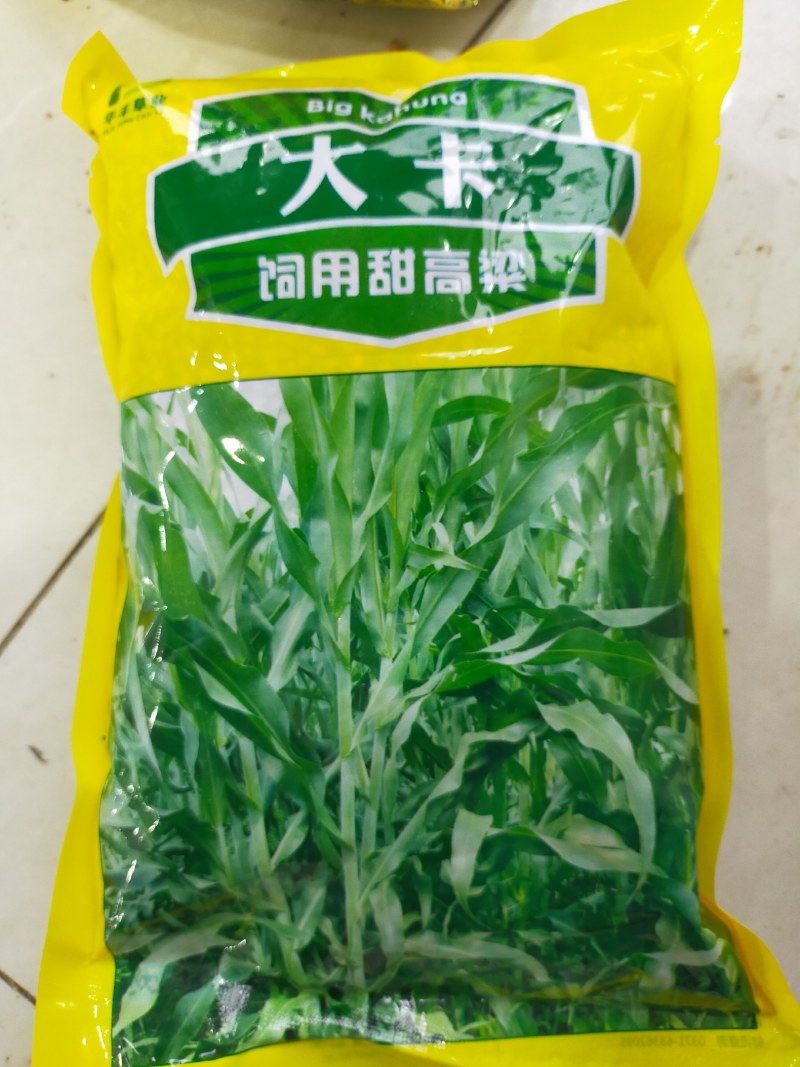正宗牧草种子大力士甜高粱种子高丹草种子饲料草种子