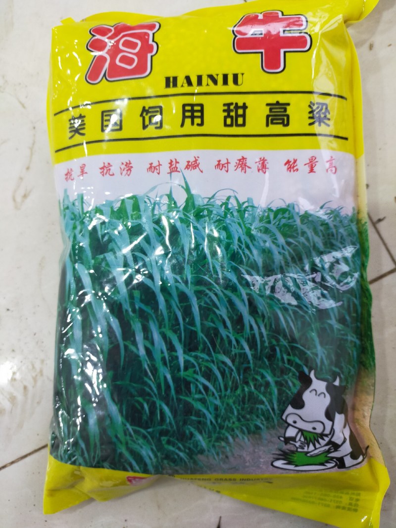 正宗牧草种子大力士甜高粱种子高丹草种子饲料草种子