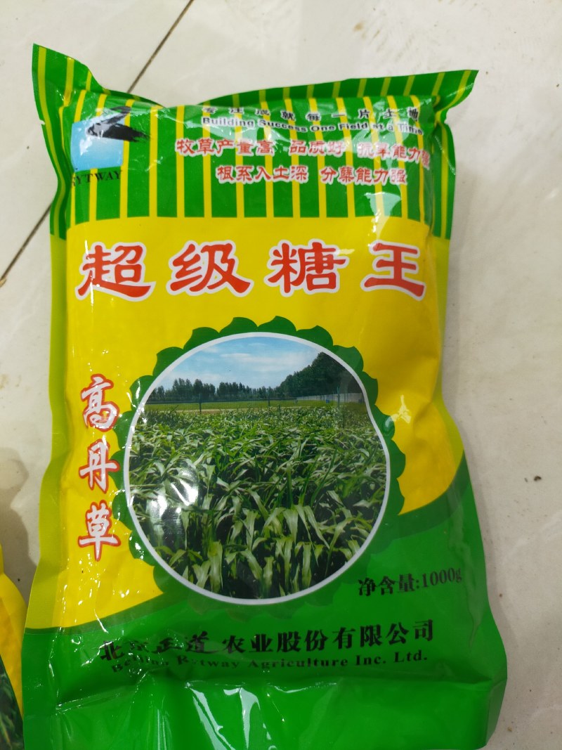 正宗牧草种子大力士甜高粱种子高丹草种子饲料草种子