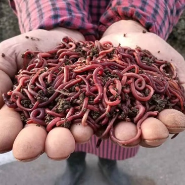 蚯蚓（活）蚯蚓种苗、蚯蚓干、冷冻蚯蚓，基地直供