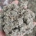 茵陈绵茵陈三月茵陈干货干净无杂一公斤起