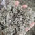 茵陈绵茵陈三月茵陈干货干净无杂一公斤起