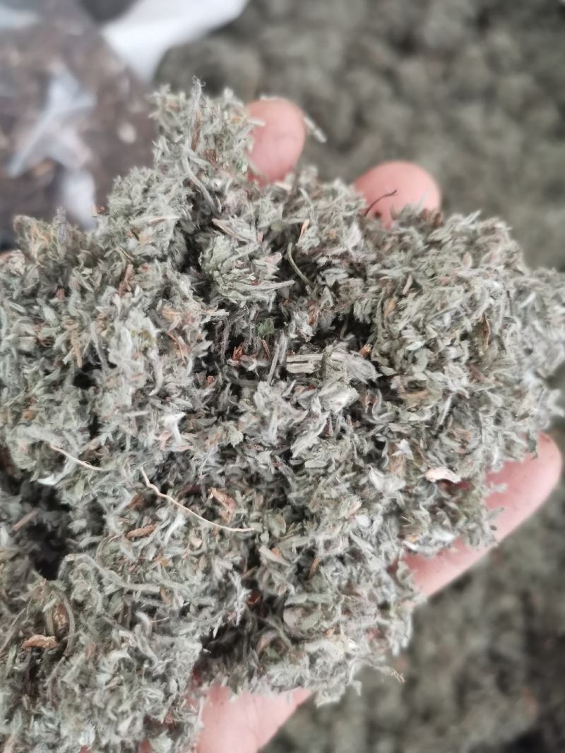 茵陈绵茵陈三月茵陈干货干净无杂一公斤起