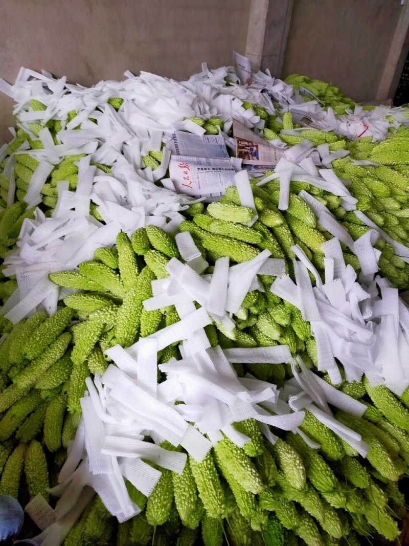白玉珍珠苦瓜绿珍珠苦瓜油苦瓜已经大量上市