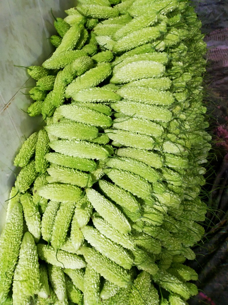 白玉珍珠苦瓜绿珍珠苦瓜油苦瓜已经大量上市