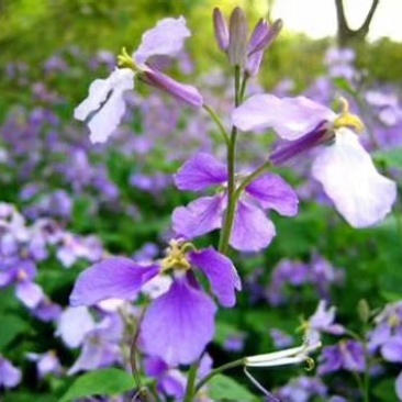 园林绿化花草种秄