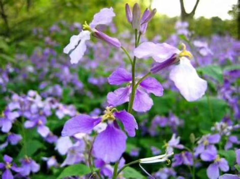 园林绿化花草种秄