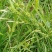 园林绿化花草种秄