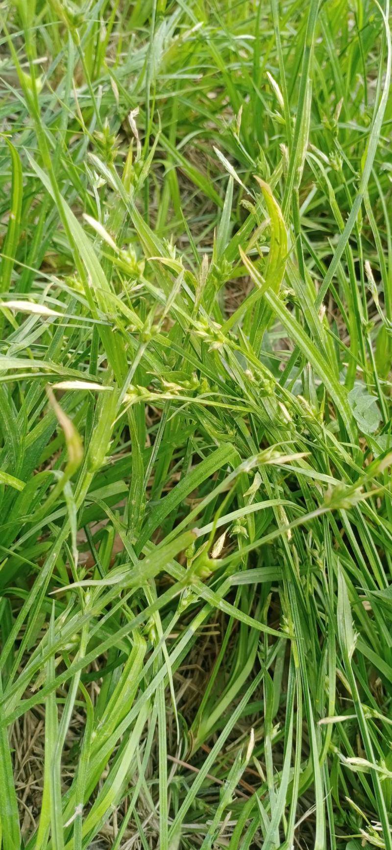 园林绿化花草种秄