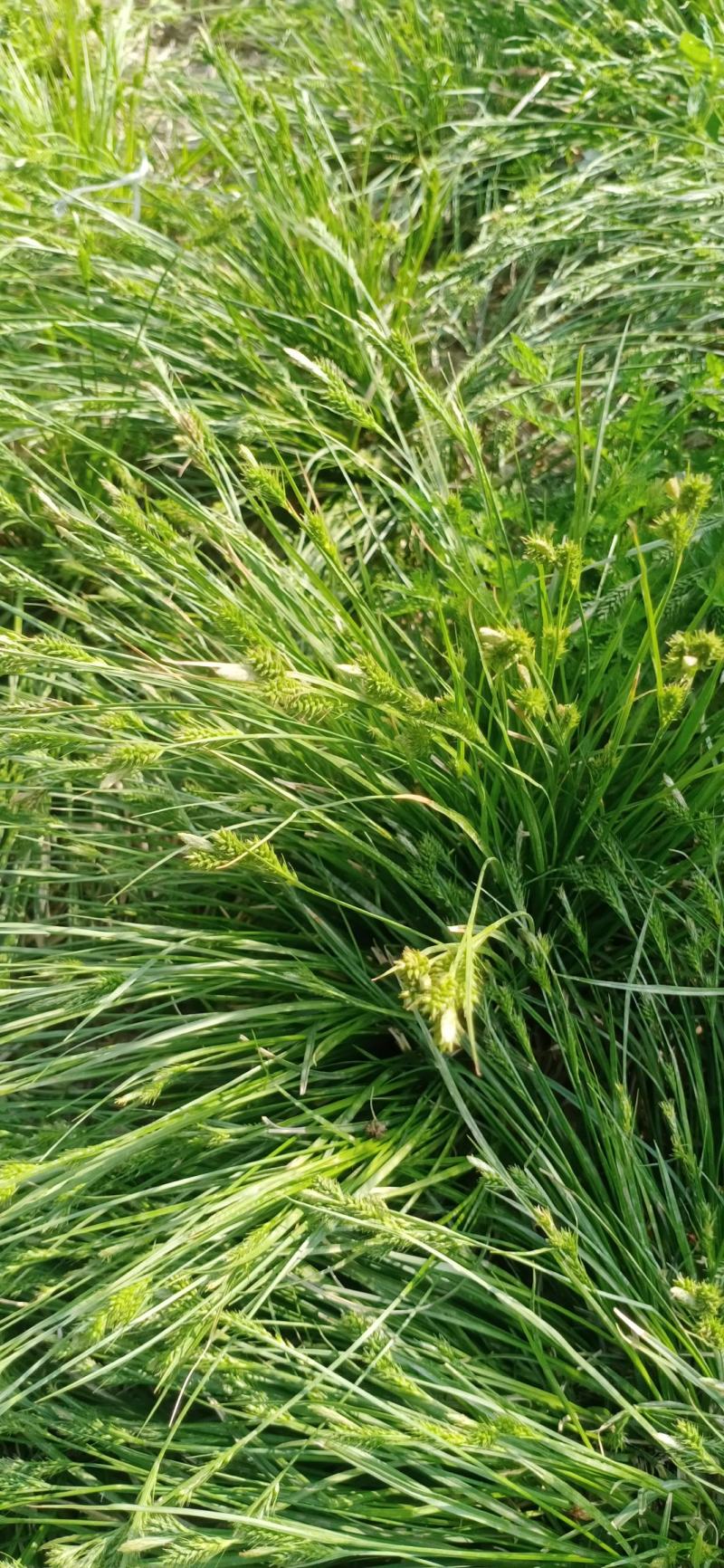 园林绿化花草种秄
