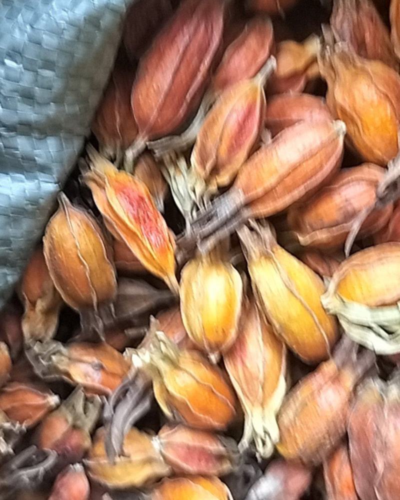 野生新货栀子色泽鲜