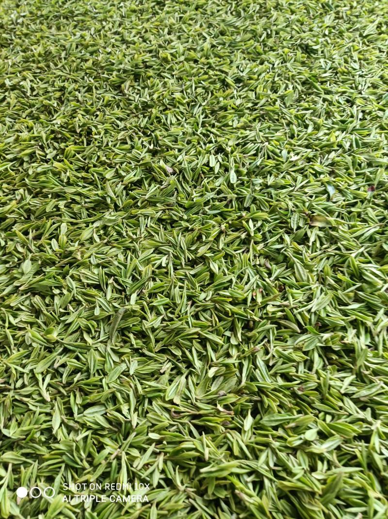 河南南阳桐柏谷雨雨前龙井一芽两叶，茶树品种龙井43
