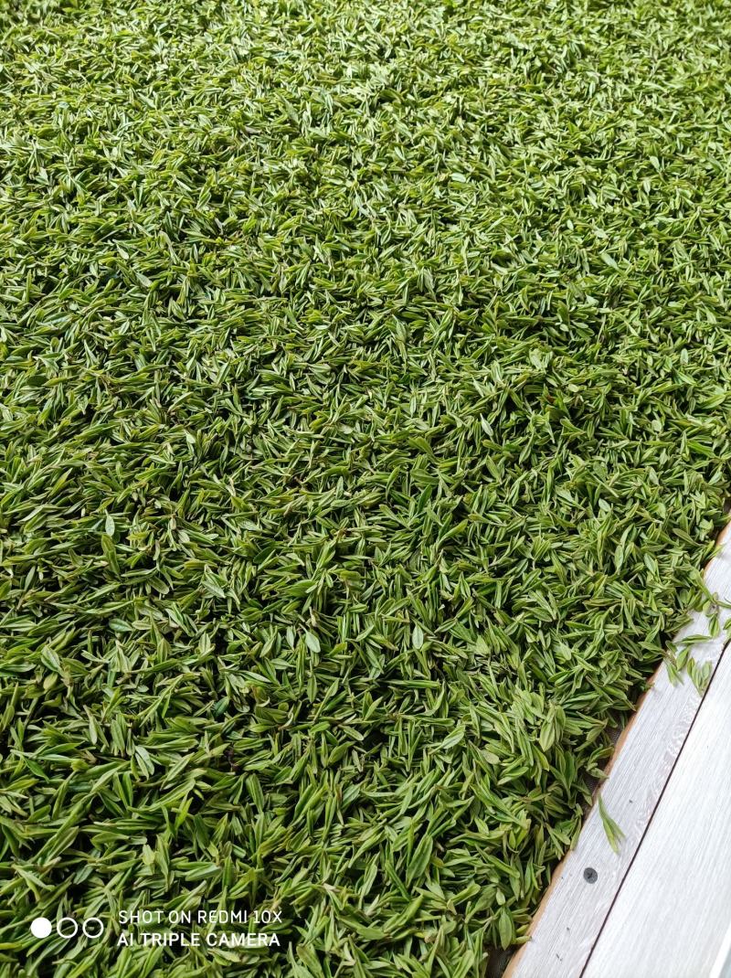 河南南阳桐柏谷雨雨前龙井一芽两叶，茶树品种龙井43