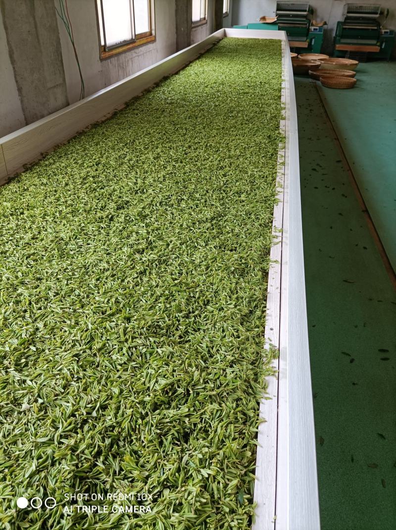 河南南阳桐柏谷雨雨前龙井一芽两叶，茶树品种龙井43