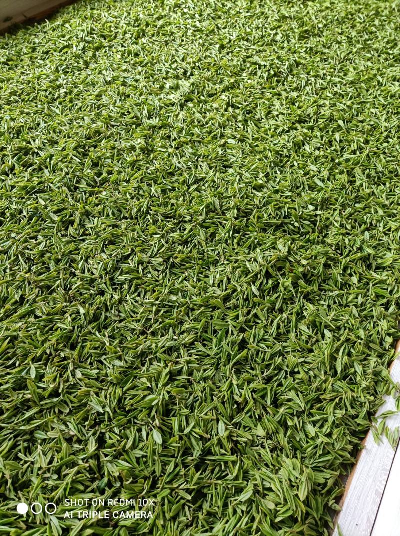 河南南阳桐柏谷雨雨前龙井一芽两叶，茶树品种龙井43