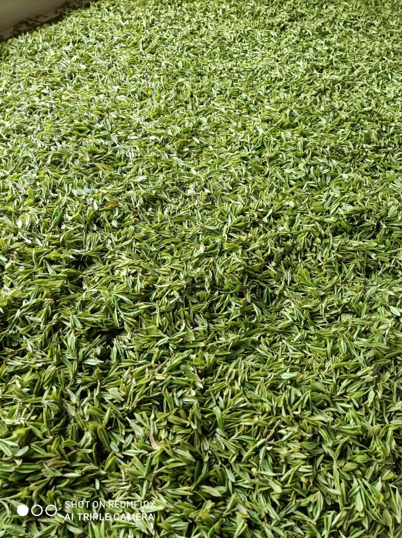 河南南阳桐柏谷雨雨前龙井一芽两叶，茶树品种龙井43