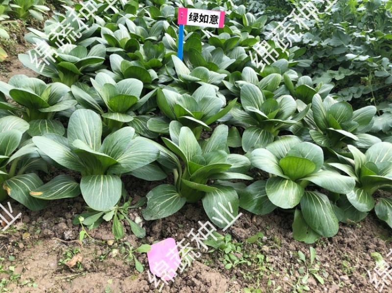 绿如意/青梗菜种子/叶菜种子/蔬菜种子/绵蔬种业