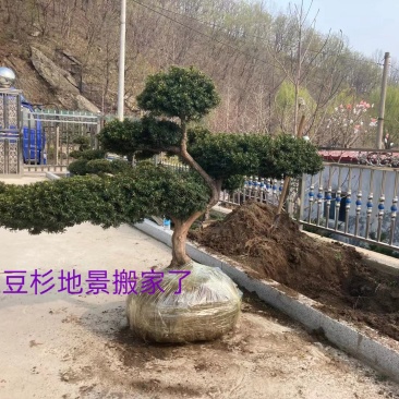 纯东北红豆杉