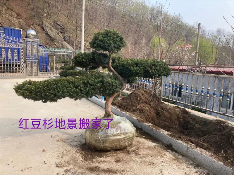 纯东北红豆杉