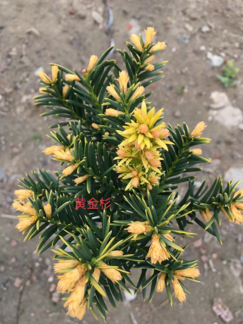 纯东北红豆杉