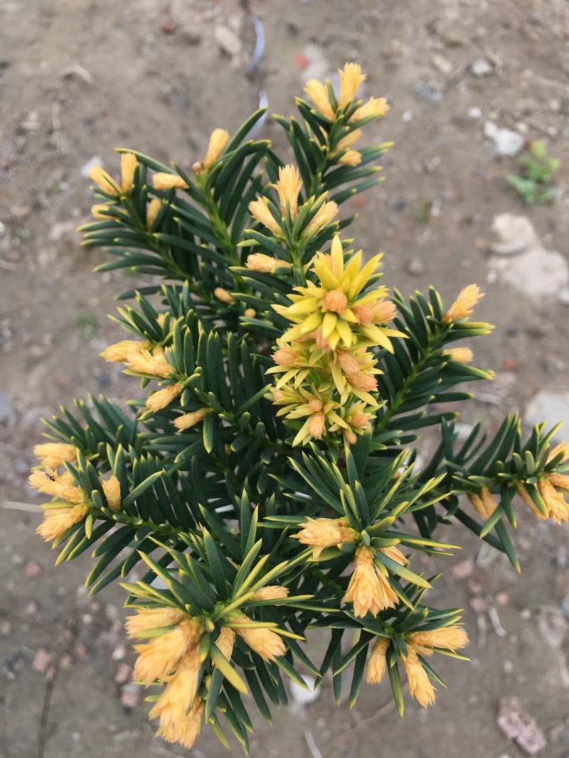 纯东北红豆杉
