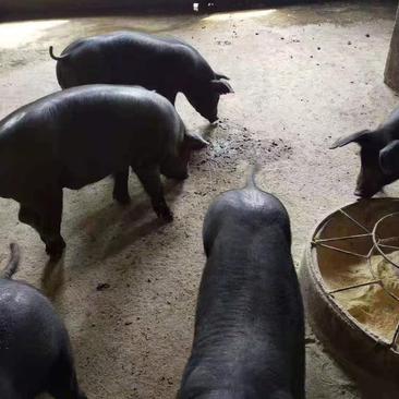 【推荐】苏太母猪原种母猪种猪场出售品种齐全价格便宜