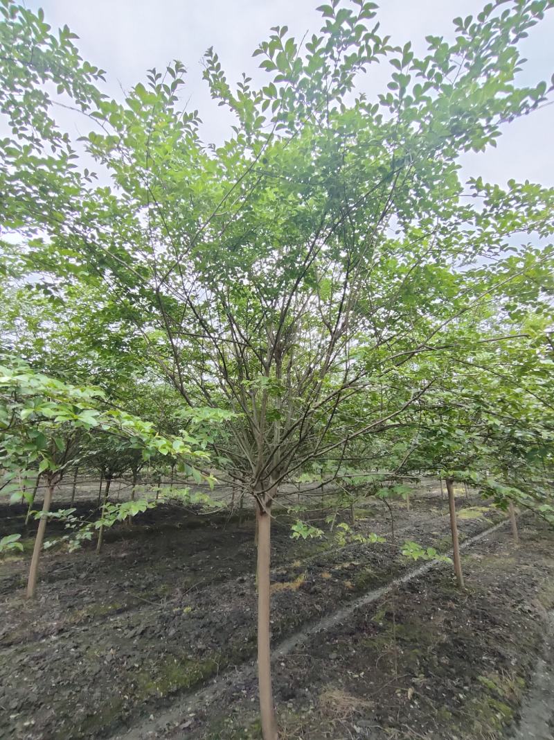 四川成都温江出售大量精品紫薇大红紫薇红花紫薇川红紫薇