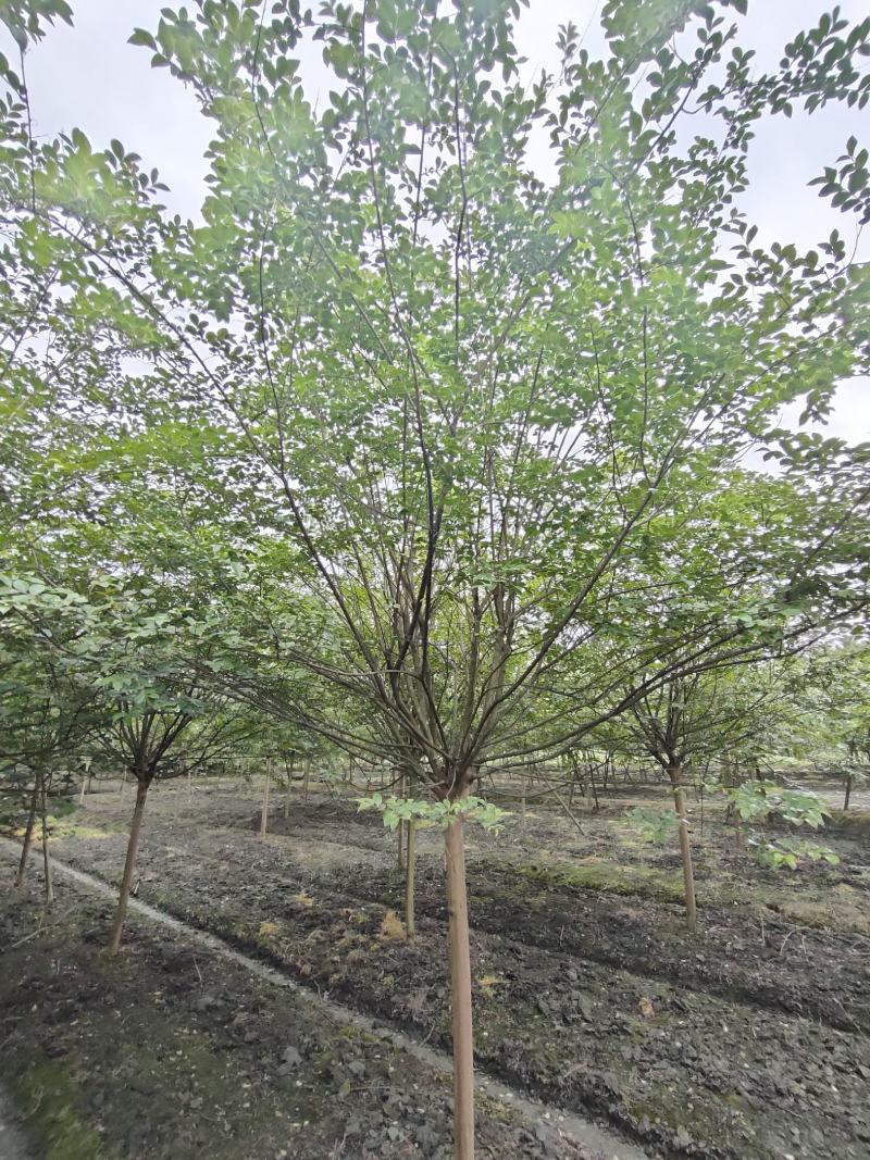 四川成都温江出售大量精品紫薇大红紫薇红花紫薇川红紫薇