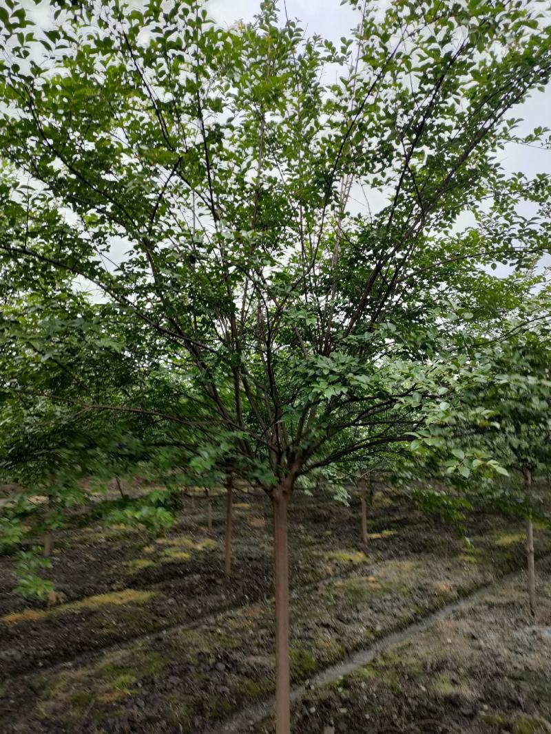 四川成都温江出售大量精品紫薇大红紫薇红花紫薇川红紫薇