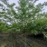 四川成都温江出售大量精品紫薇大红紫薇红花紫薇川红紫薇
