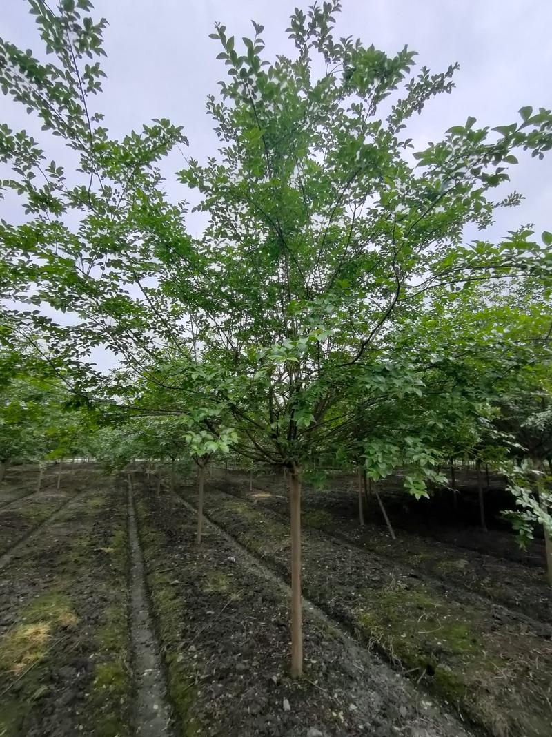 四川成都温江出售大量精品紫薇大红紫薇红花紫薇川红紫薇