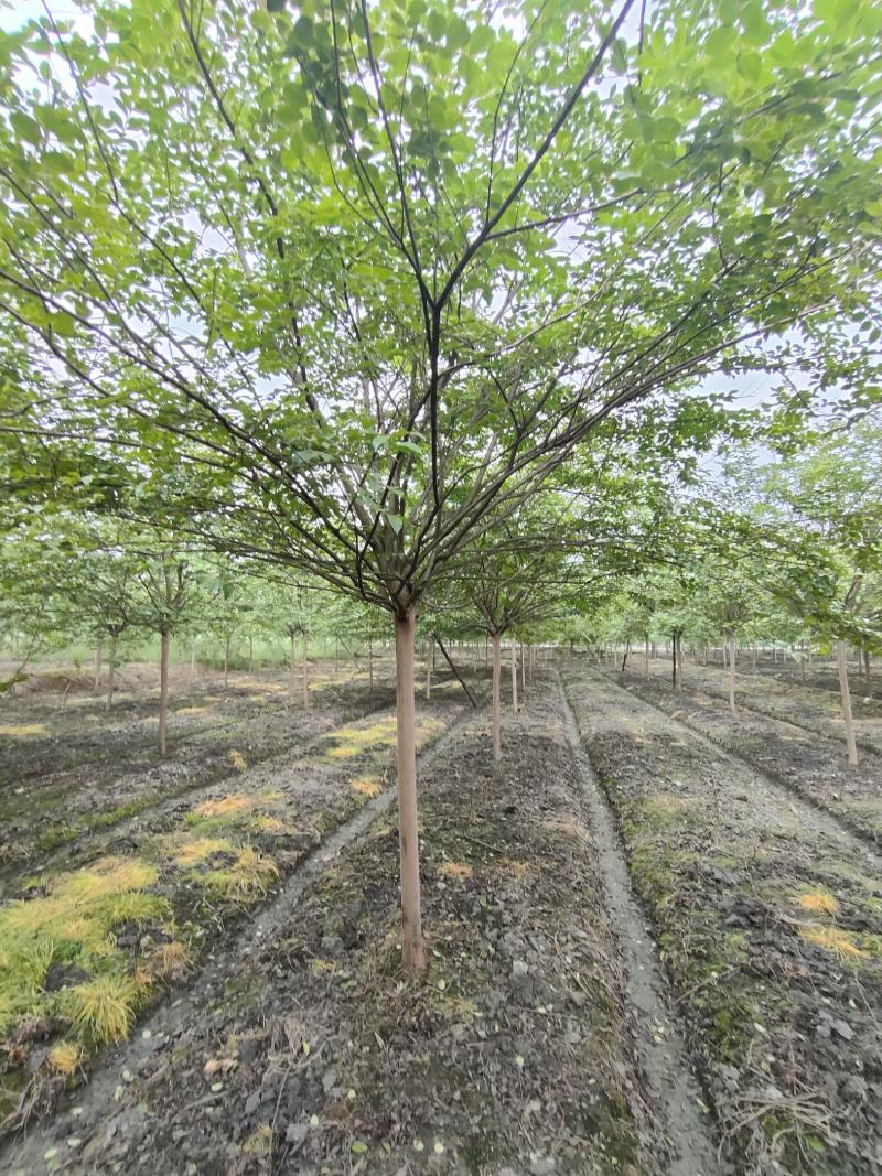 四川成都温江出售大量精品紫薇大红紫薇红花紫薇川红紫薇