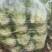 我基地常年供应优质意大利生菜，品质保证……杜学林