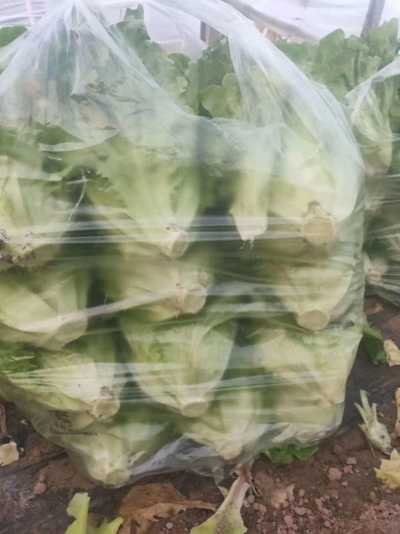 我基地常年供应优质意大利生菜，品质保证……杜学林