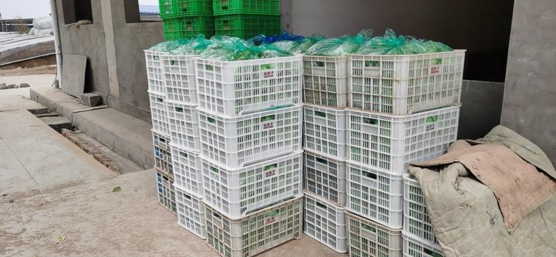 我基地常年供应优质意大利生菜，品质保证……杜学林