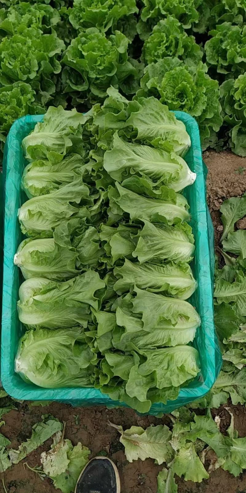 我基地常年供应优质意大利生菜，品质保证……杜学林