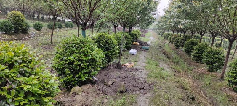 四川成都温江出售大量精品茶花七星茶花牡丹茶花