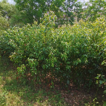 精品香樟地袋苗，苗圃直供，数量多多