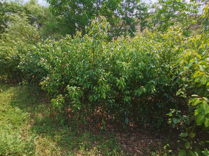 精品香樟地袋苗，苗圃直供，数量多多