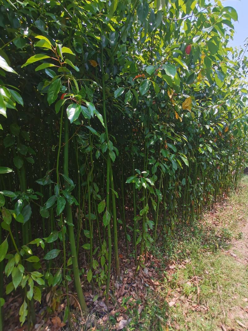 精品香樟地袋苗，苗圃直供，数量多多
