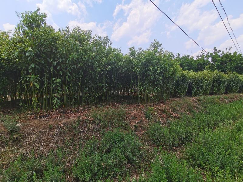 精品香樟地袋苗，苗圃直供，数量多多