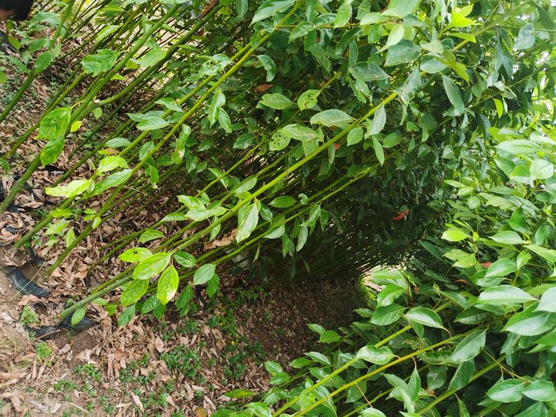 精品香樟地袋苗，苗圃直供，数量多多