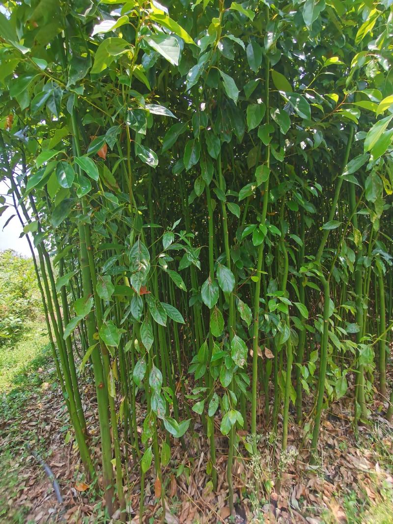 精品香樟地袋苗，苗圃直供，数量多多