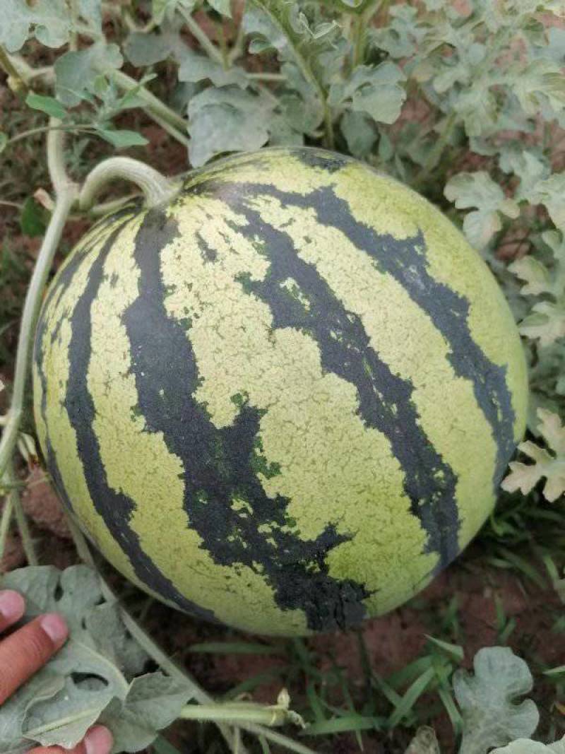 云南建水县沙地头茬西瓜（甜王）、（麒麟）（绿宝）