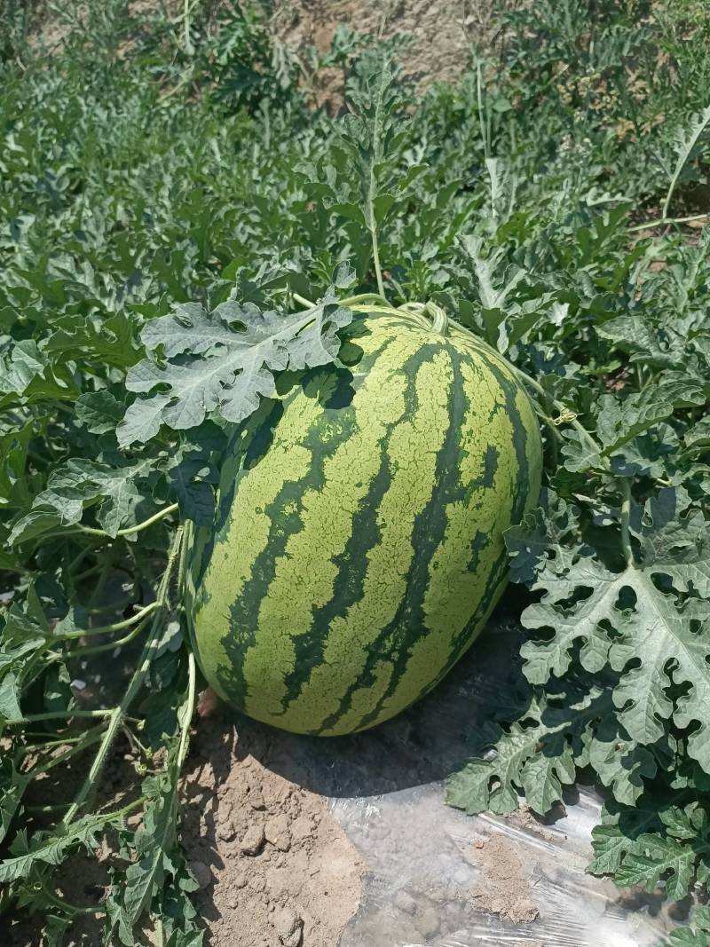 云南建水县沙地头茬西瓜（甜王）、（麒麟）（绿宝）