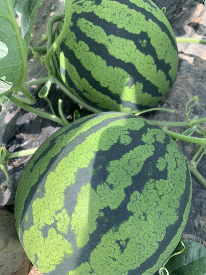 山东莘县万亩大棚头茬甜王西瓜，大量上市，薄皮大红瓤