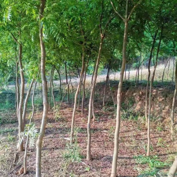 黄连木地